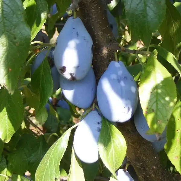Jofela®   Nr  7346 szilvafa